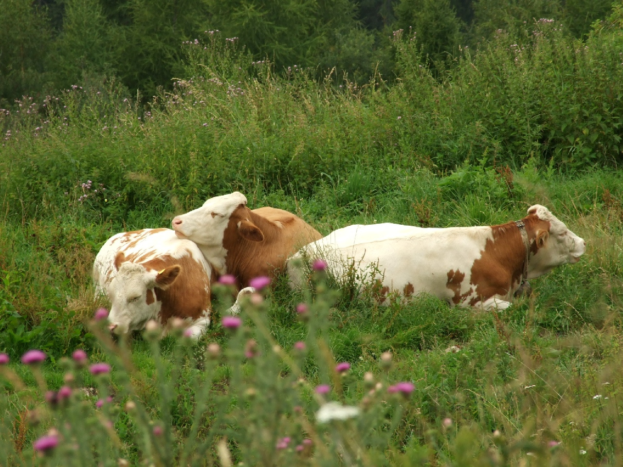 Knittelfeld 1.nap 36