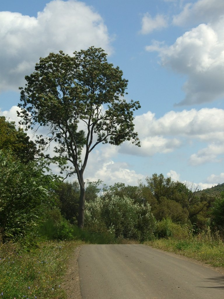 Keszthelyi T emlektura 31