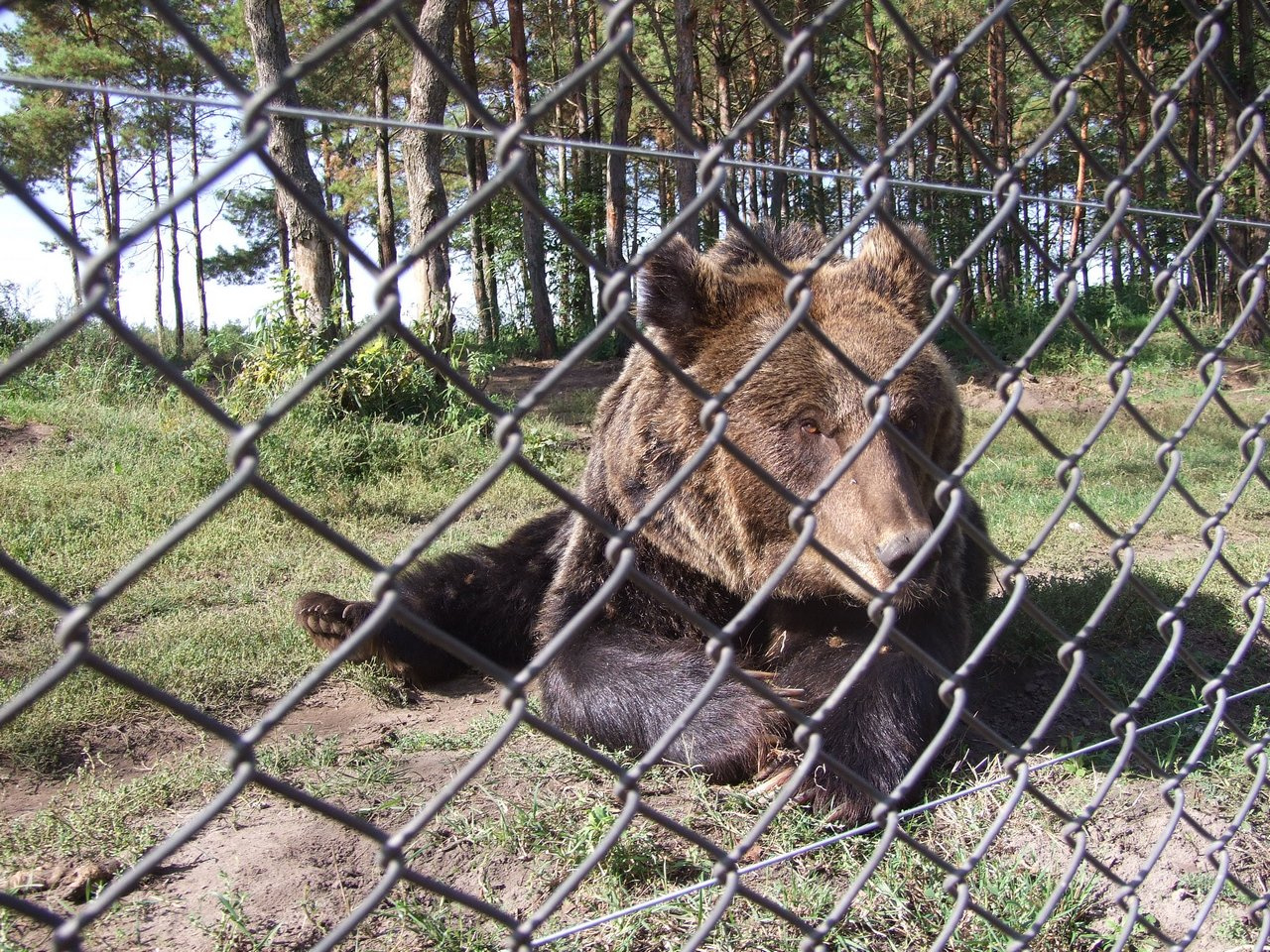 Veresegyházi Medvepark 07