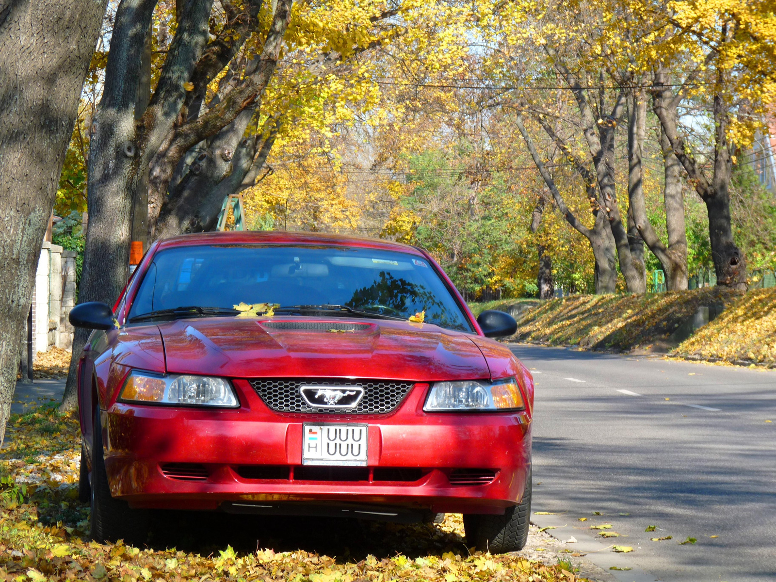 MUSTANG