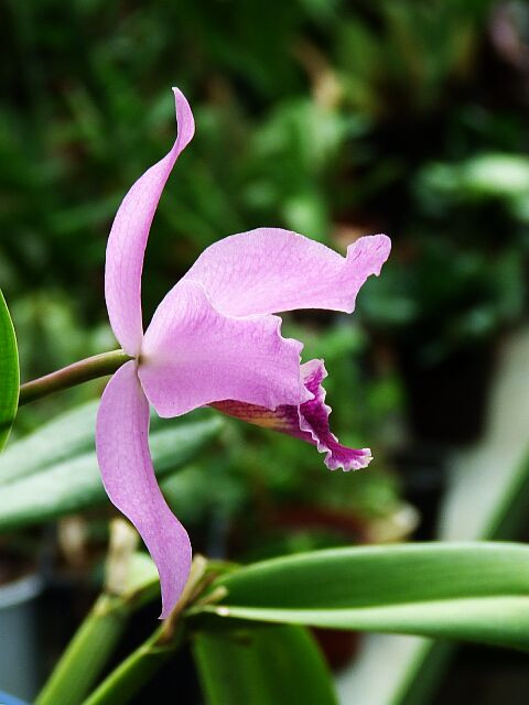 Orchidea 4.