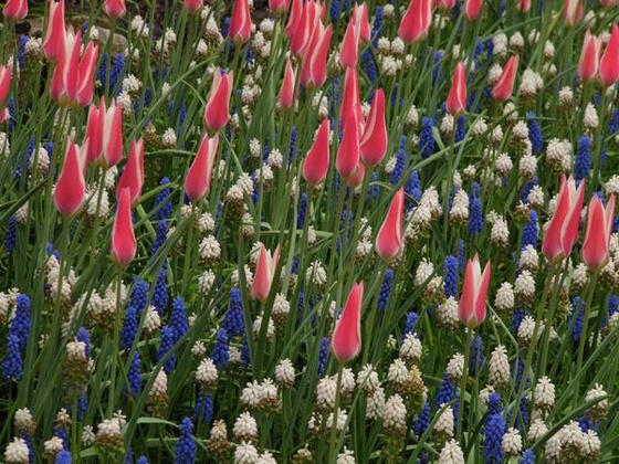 Keukenhof 2010.04.30 169