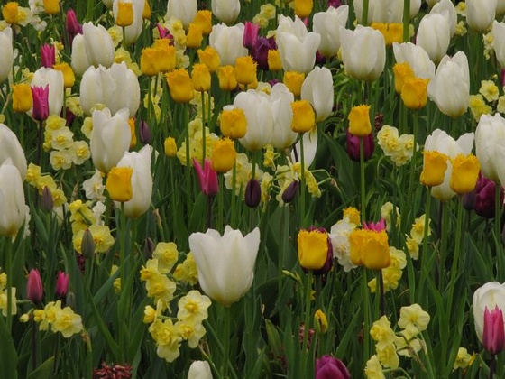 Keukenhof 2010.04.30 232