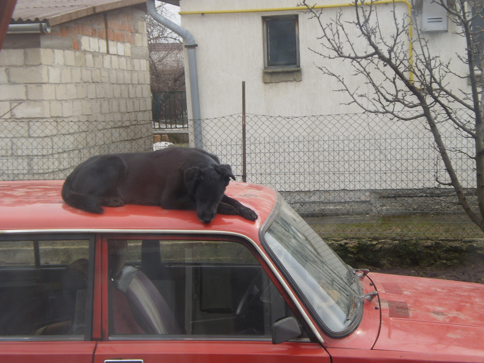 Kép az ablakon át,kutya a kocsi tetején