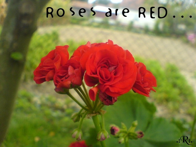 Roses are RED...