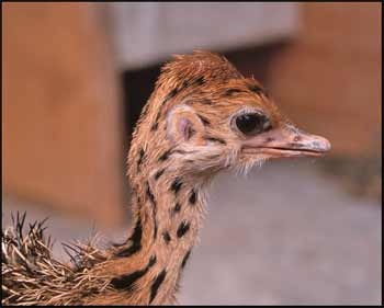 ostrich-baby