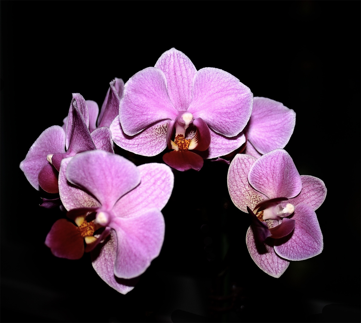 Orchidea3