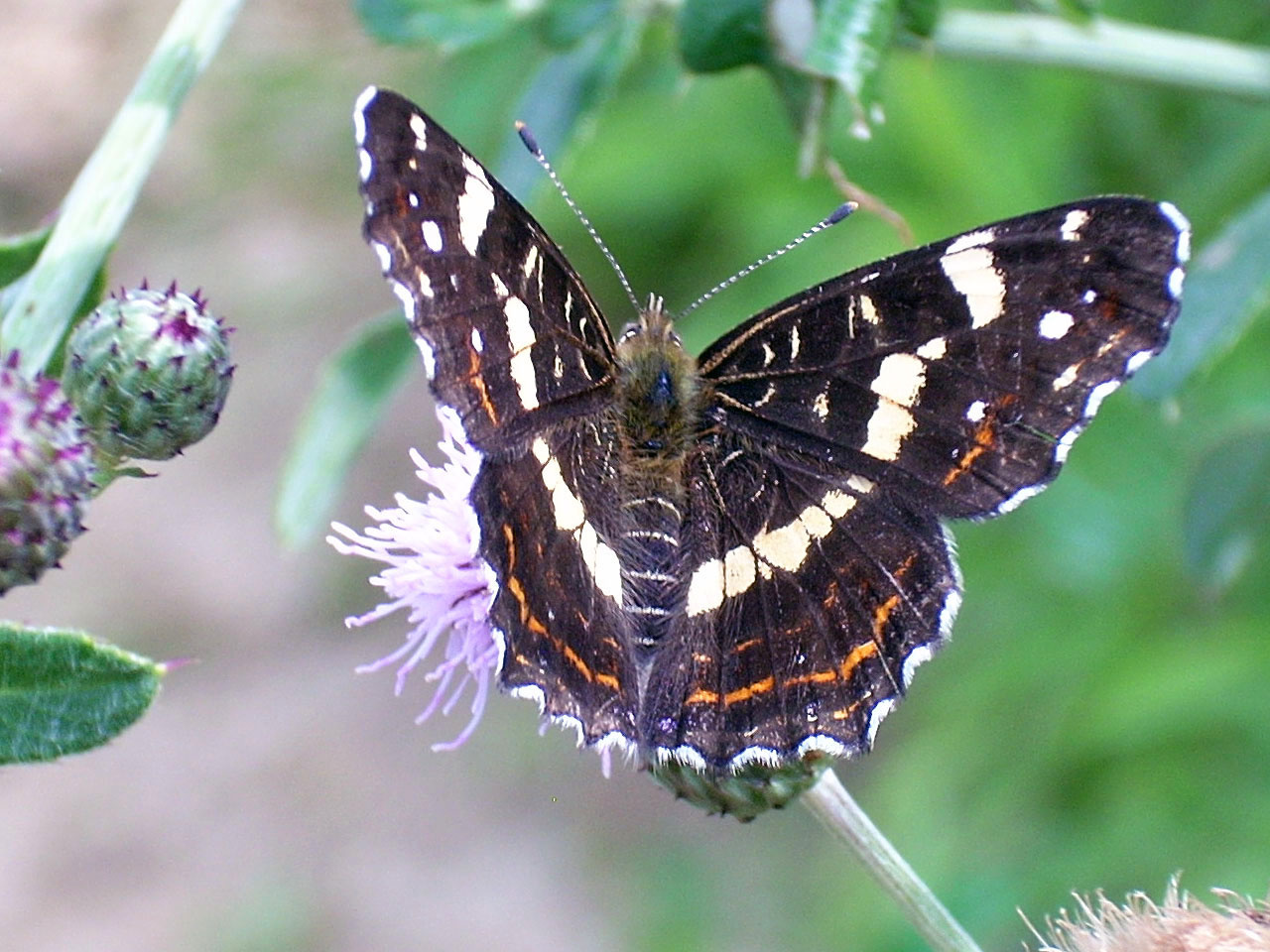 Pókhálós lepke (Araschnia levana) 01