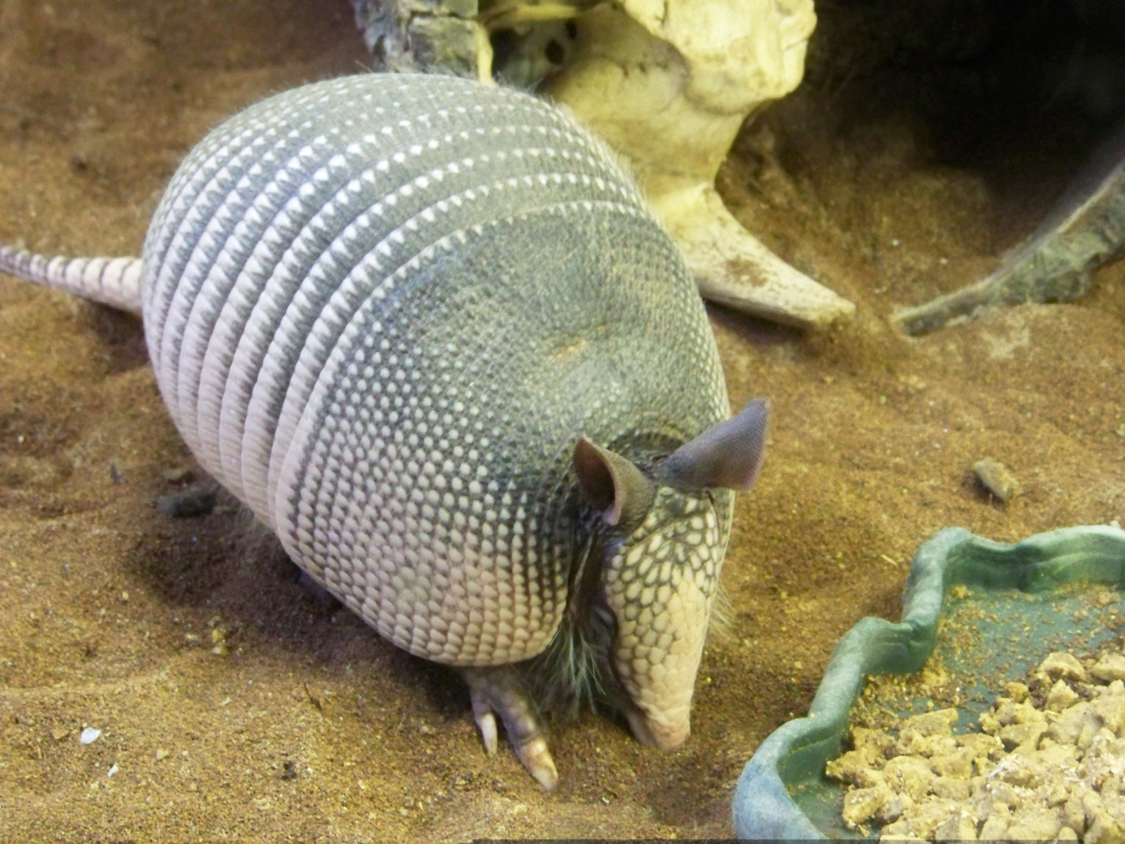 Armadillo turkál