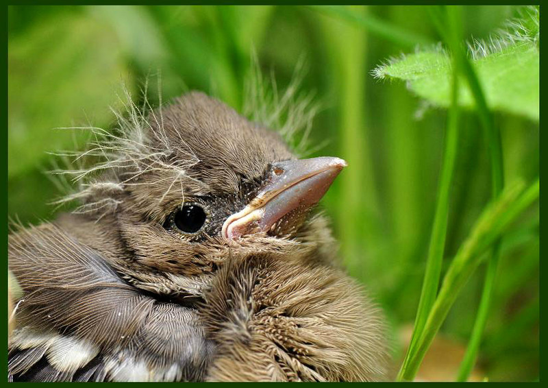 Fringilla coelebs2