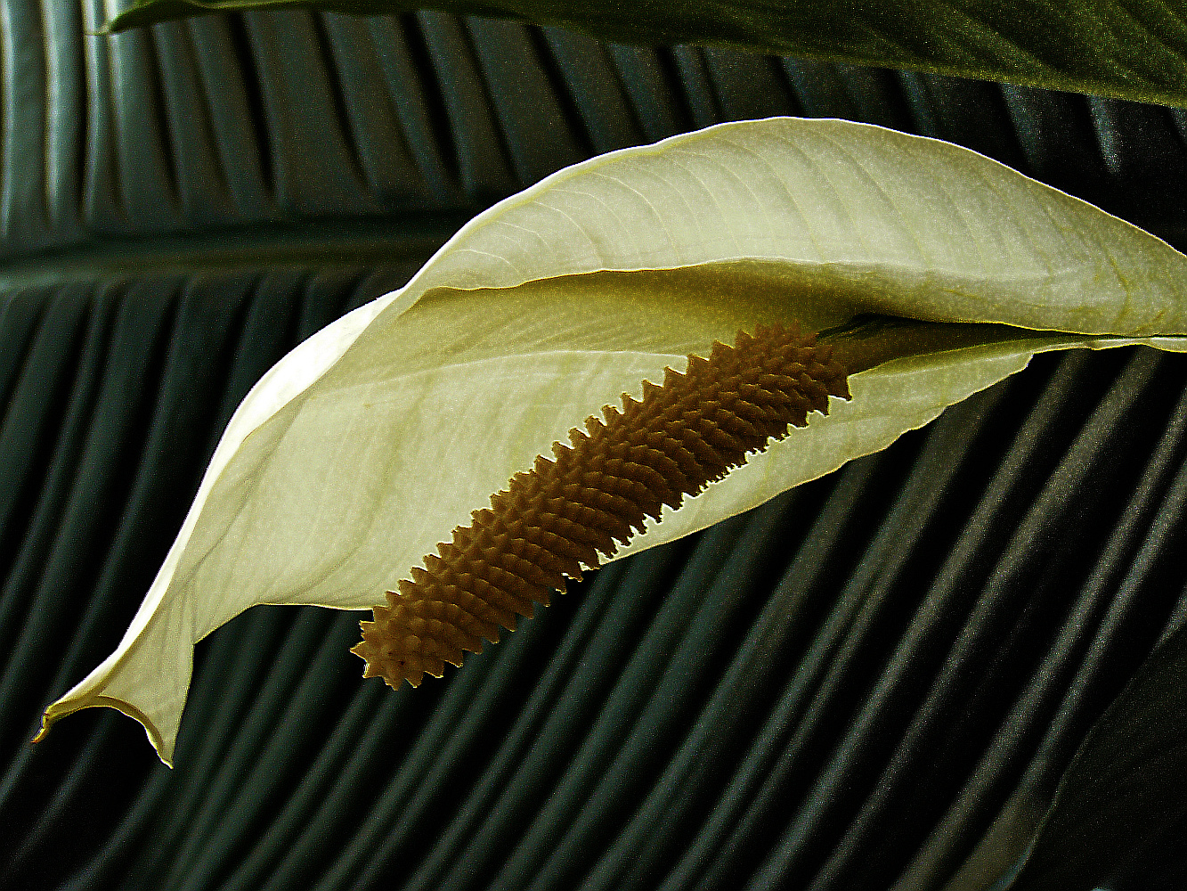 spathiphyllum wallisi