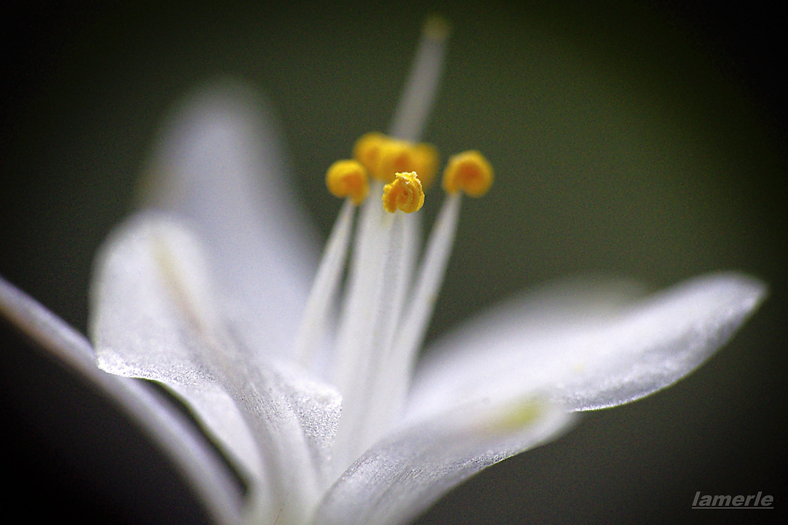 chlorophytum