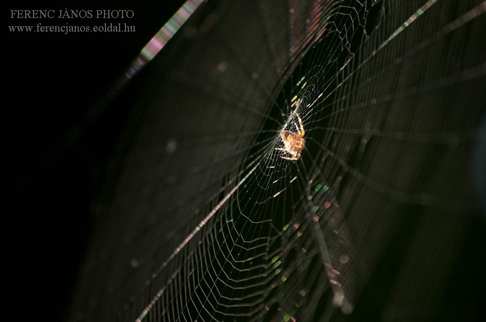 Pók a hálóban