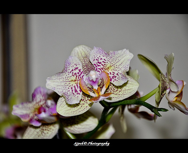 Orchidea 1