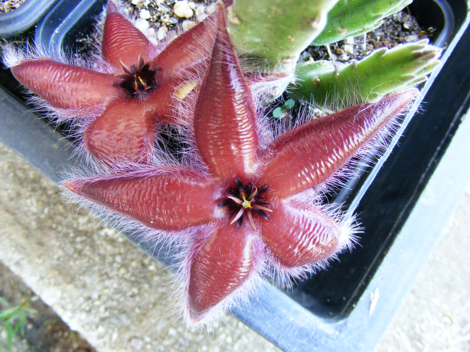 Stapelia asterias var. lucida