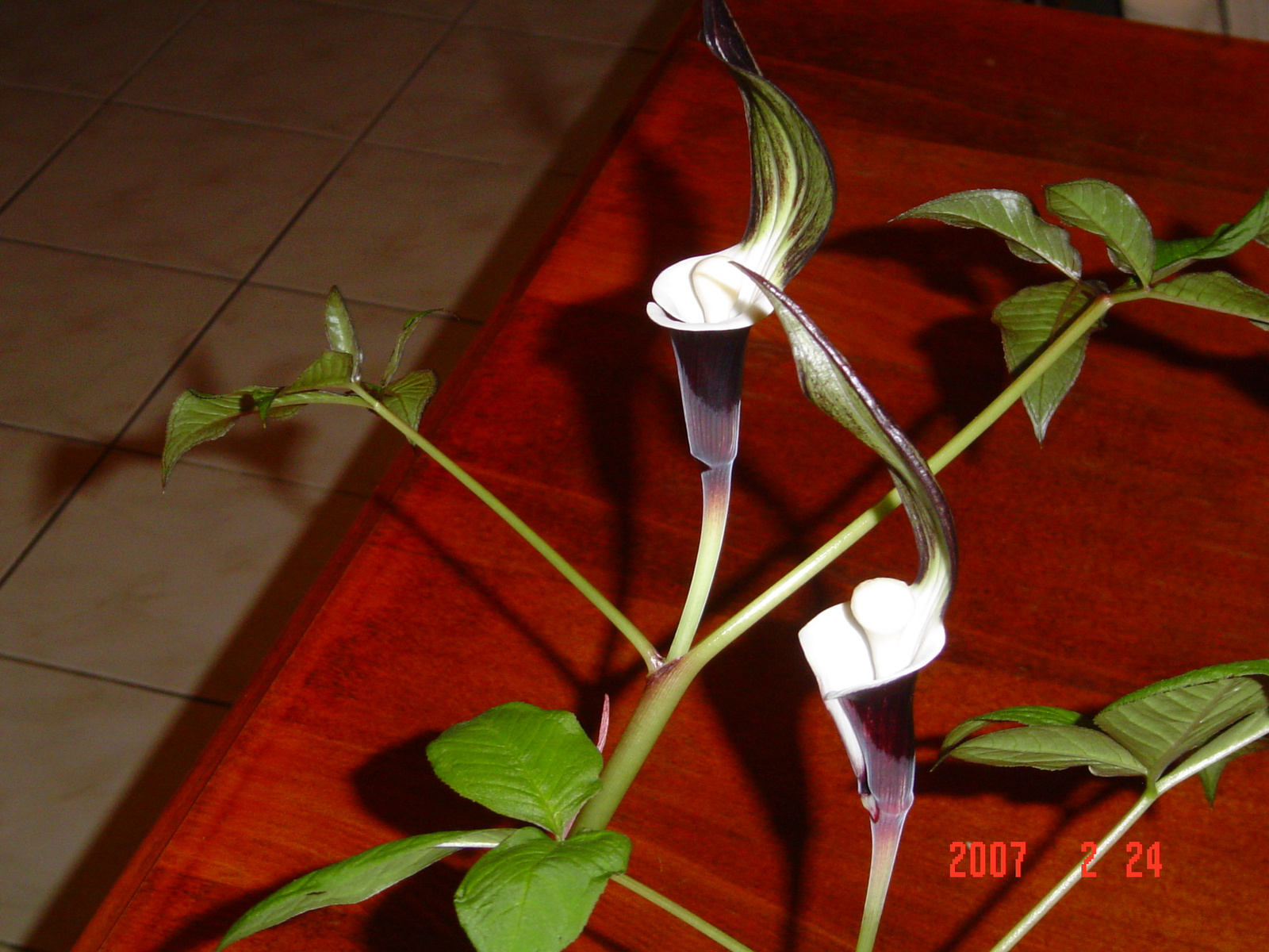 Arisaema sikokianum