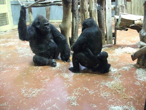 zoo 074