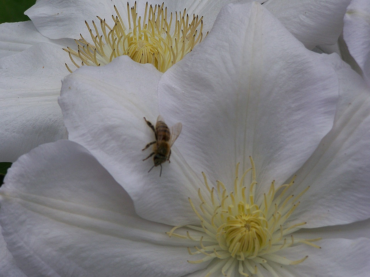 clematis, a bőség zavara