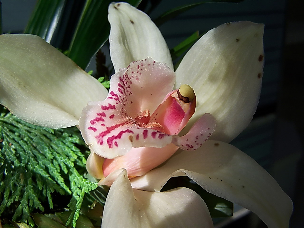 orchidea, salem aleikum