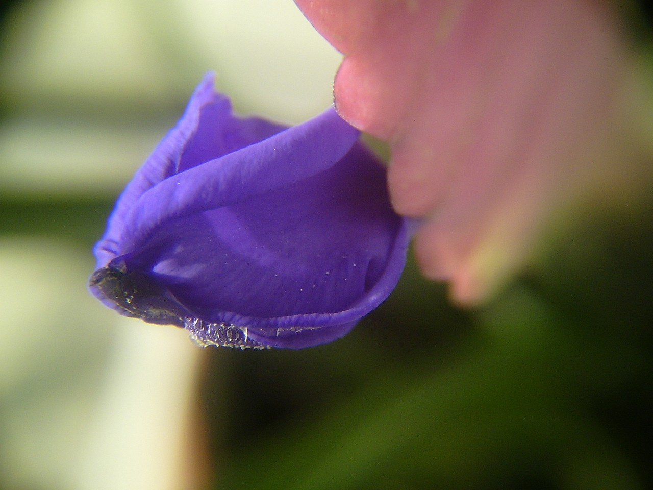 tillandsia, (szakállbromélia) egyik virágja fejlődött