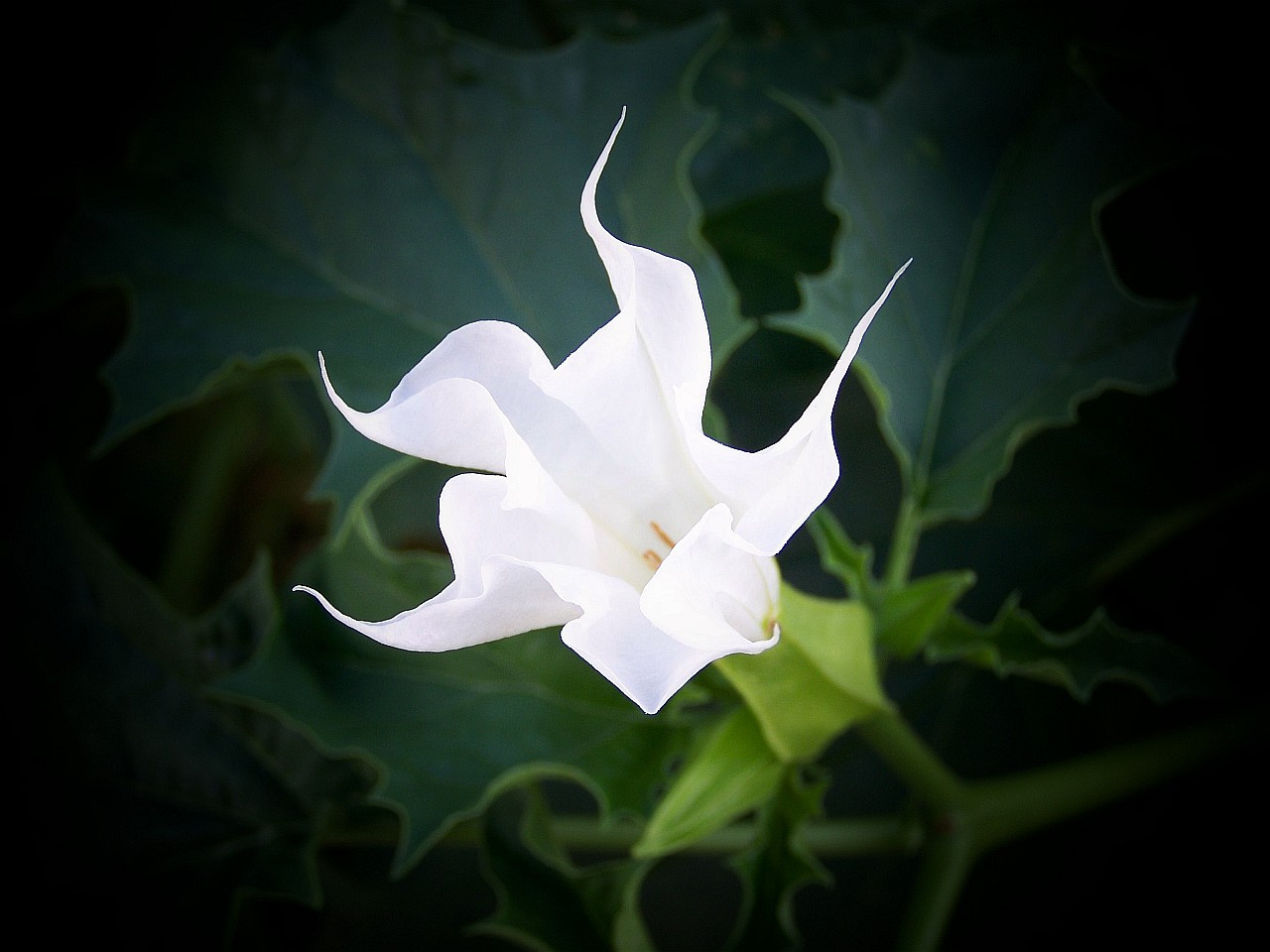 csattanó maszlag, fehér virággal