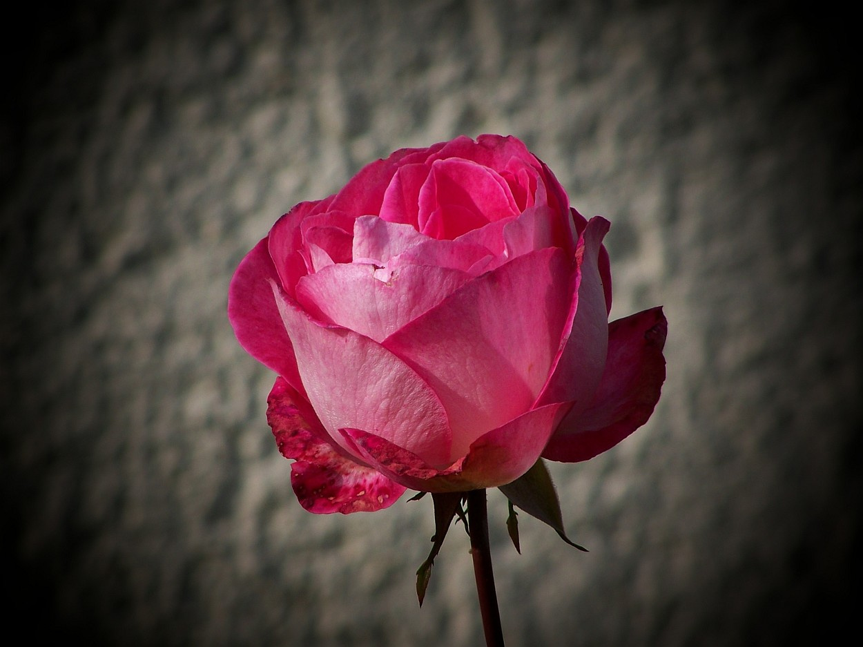 rózsa, egy megtépázott szépség