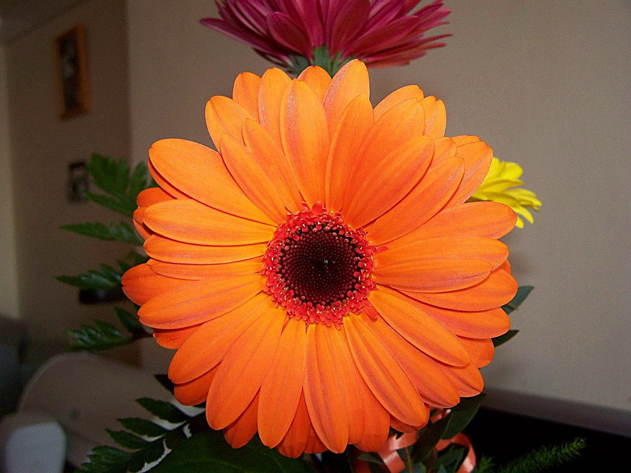 gerbera, a narancs