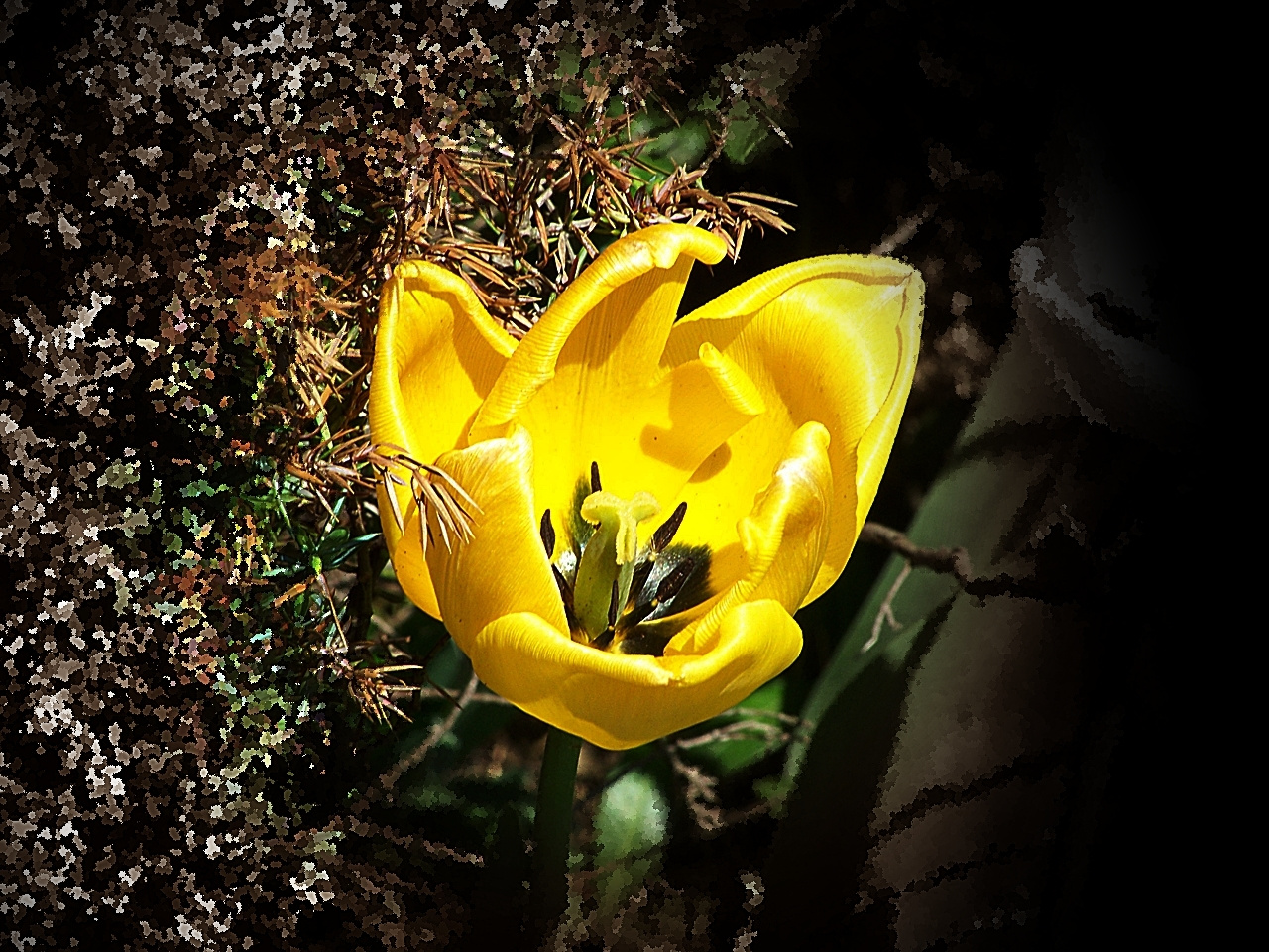 tulipán, az a sárga...