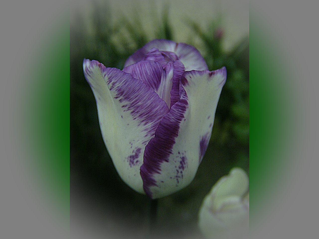 tulipán, fehér lila - cirmos szegéllyel