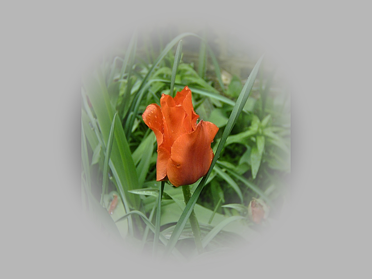 tulipán, nyitva nem fodros!