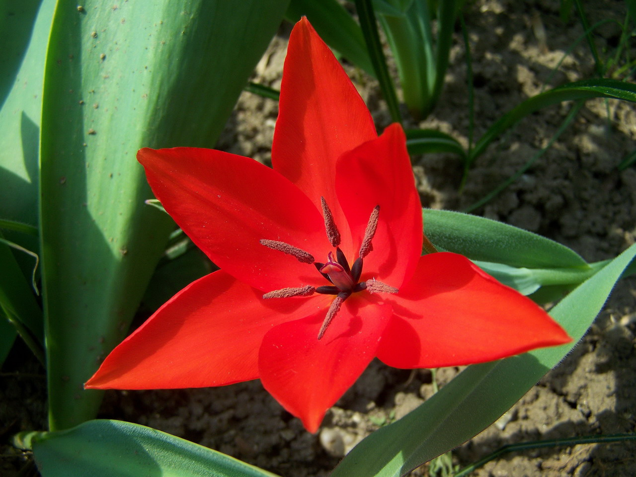 tulipán, pici-piros belűl