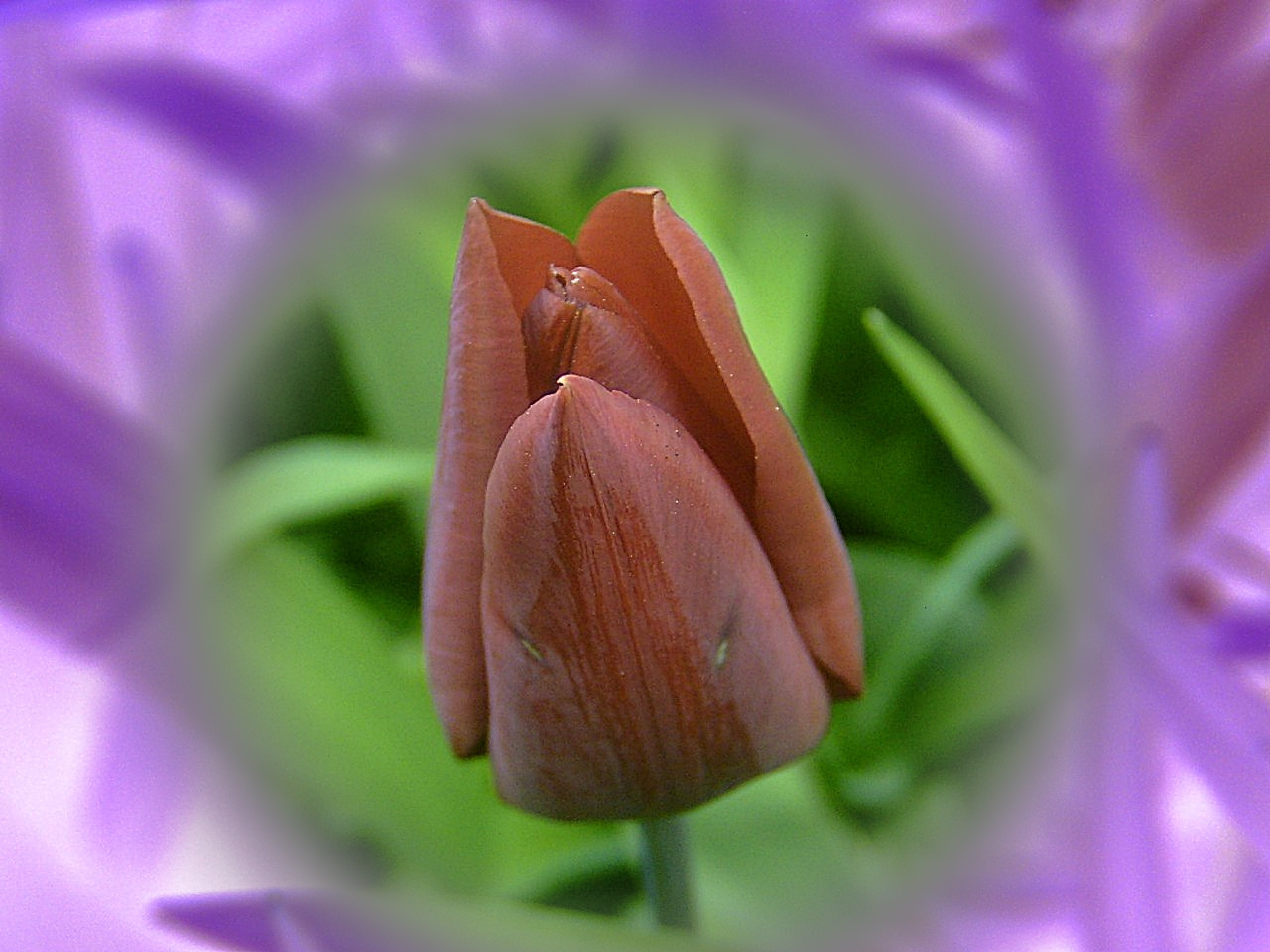 tulipán, piros kínai-fej