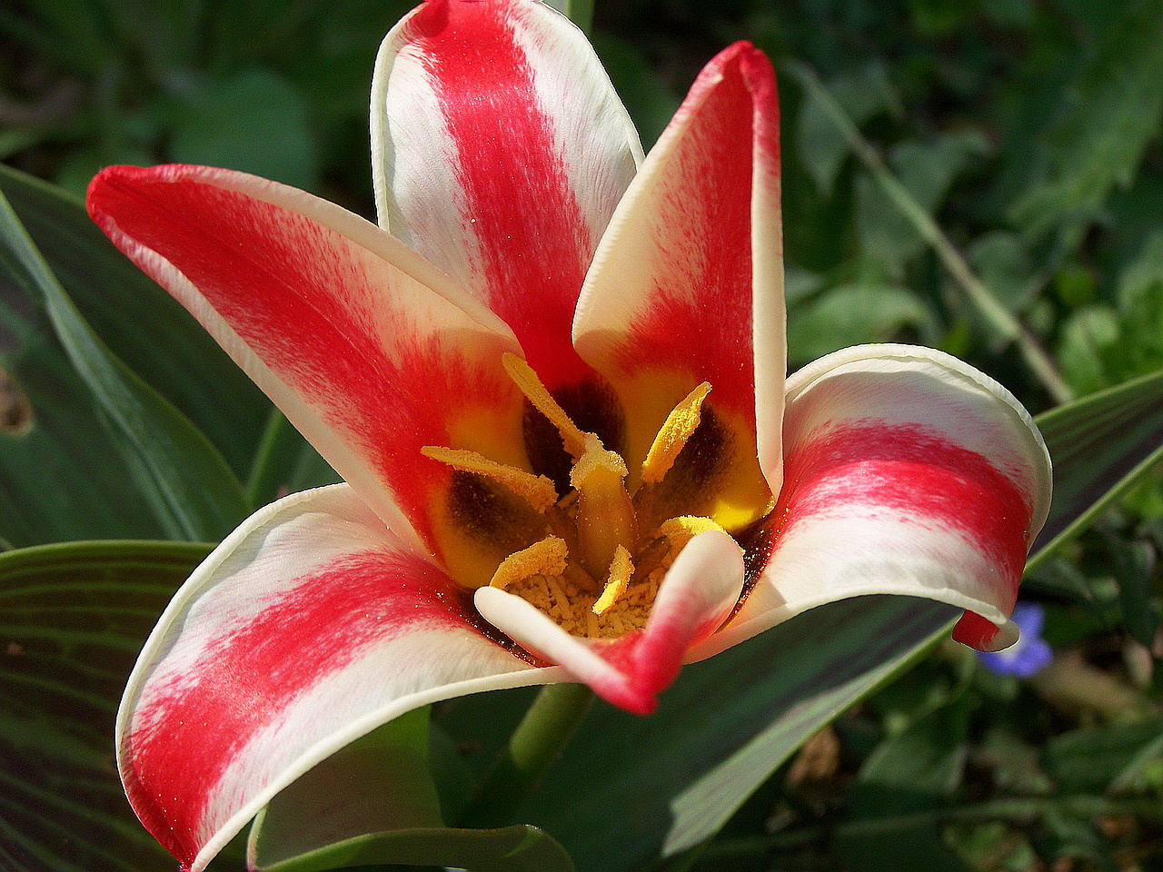 tulipán, piroscsíkos génbank