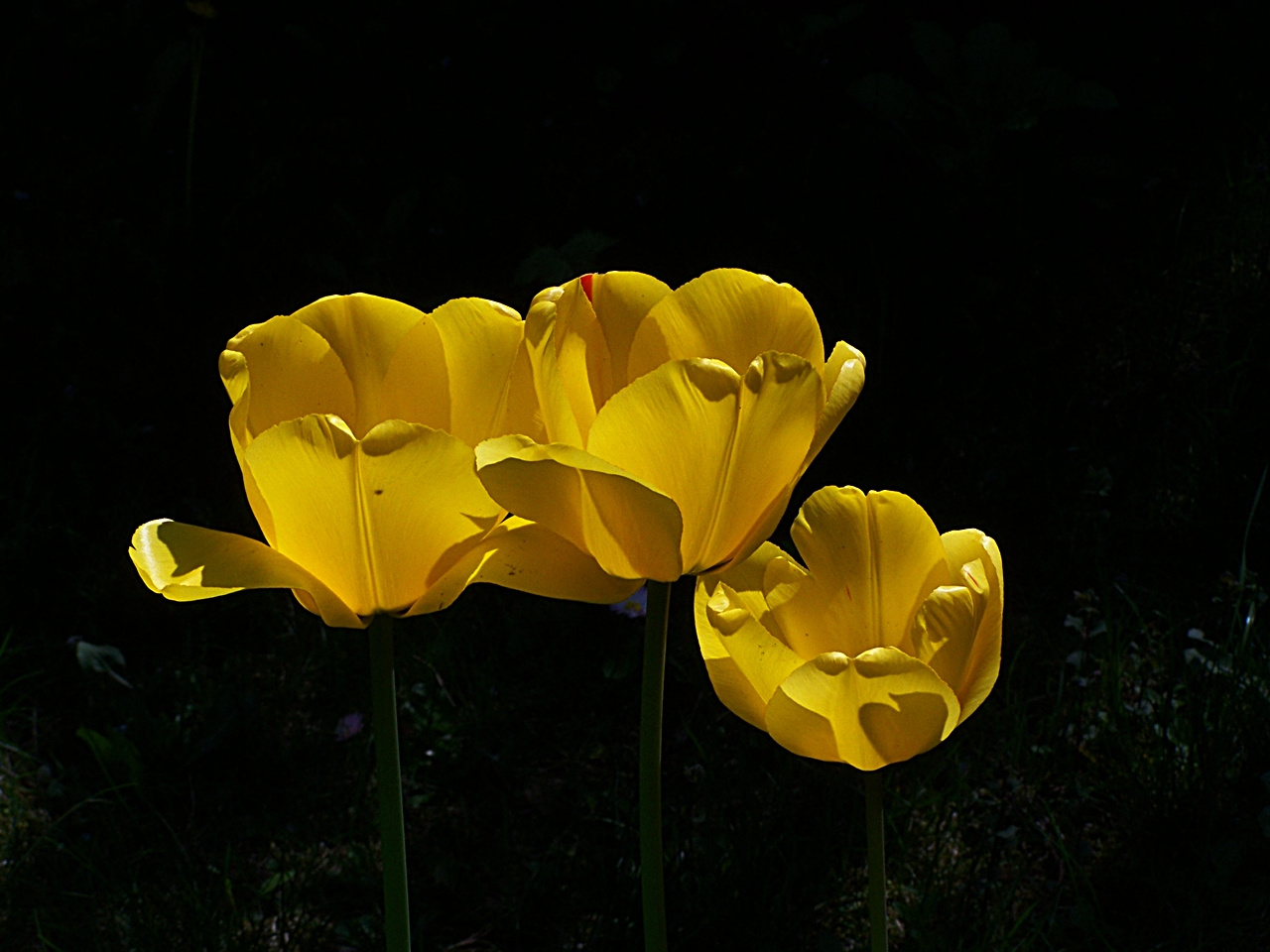 tulipán, sárga pizsamában