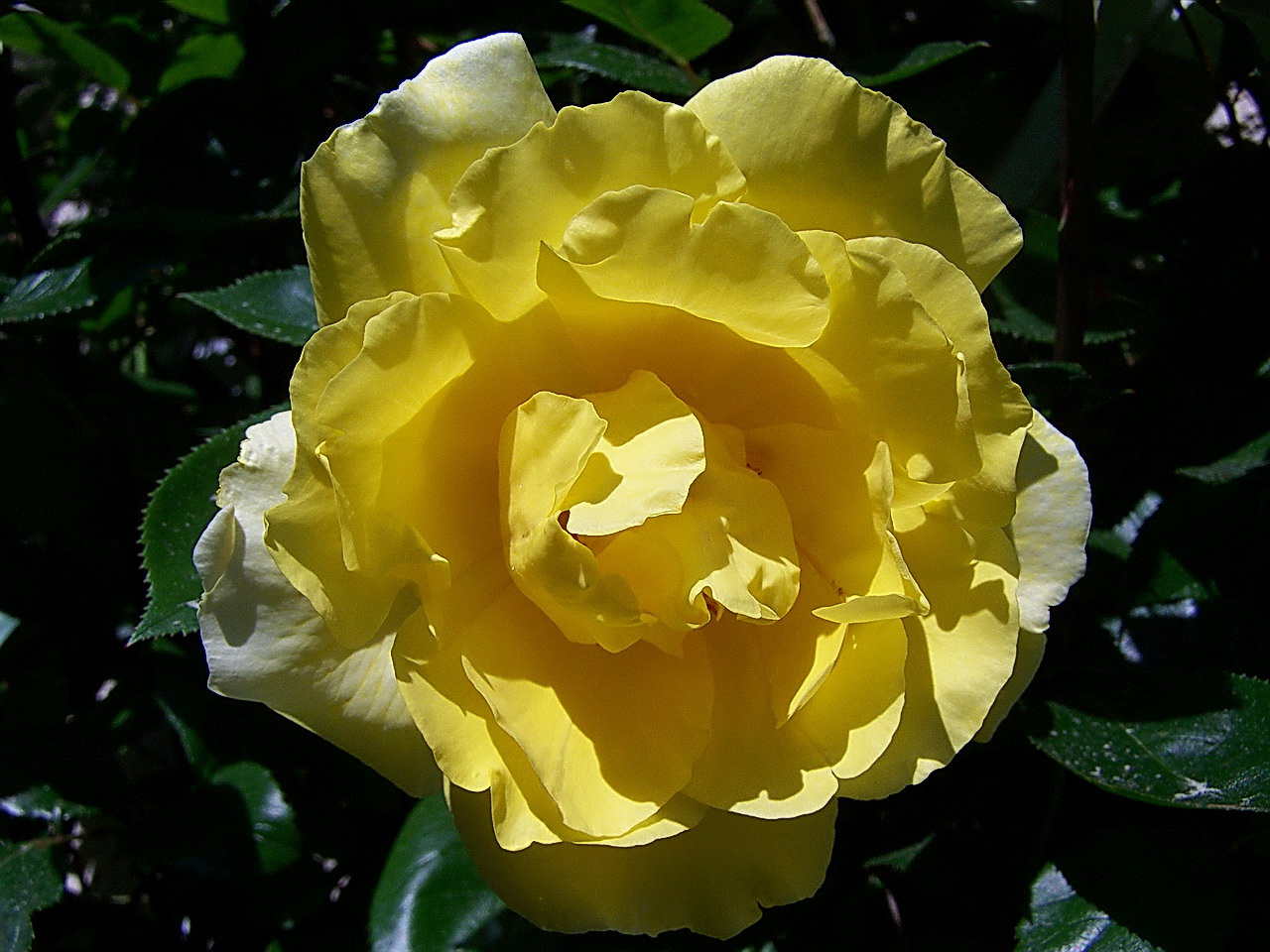 rózsa, nem egyértelműen sárga