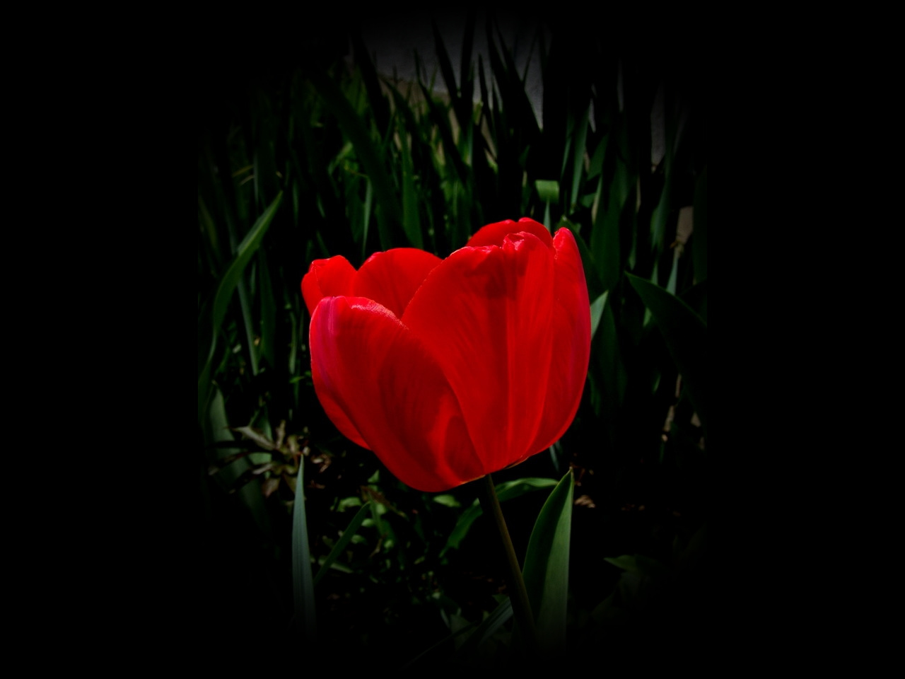 tulipán, árnyékvilágban