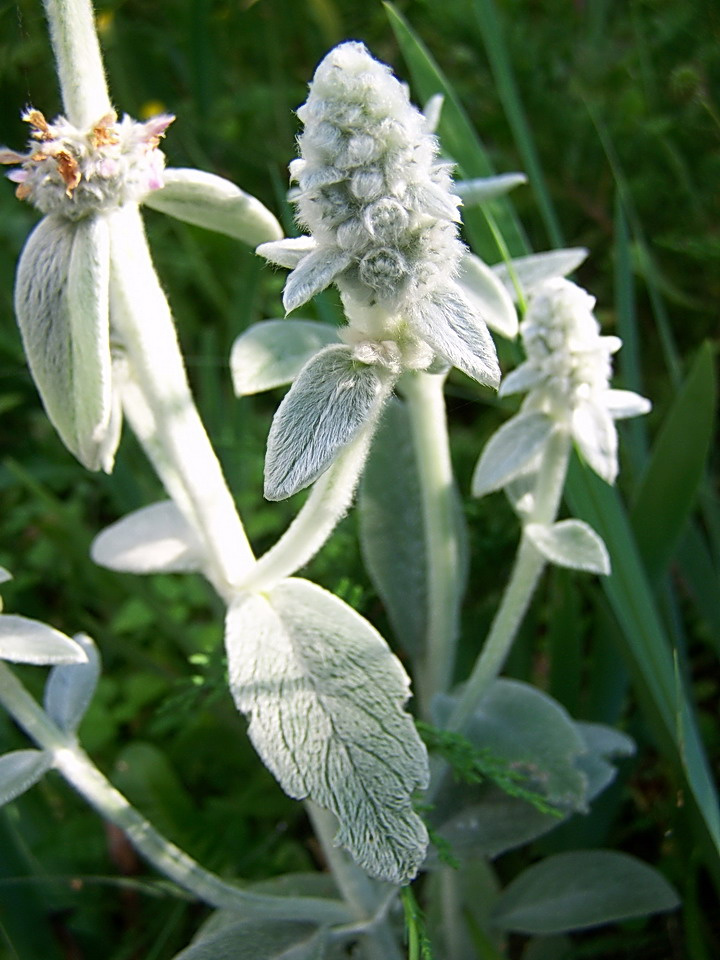 különleges növények, a nyuszifül virágbimbója