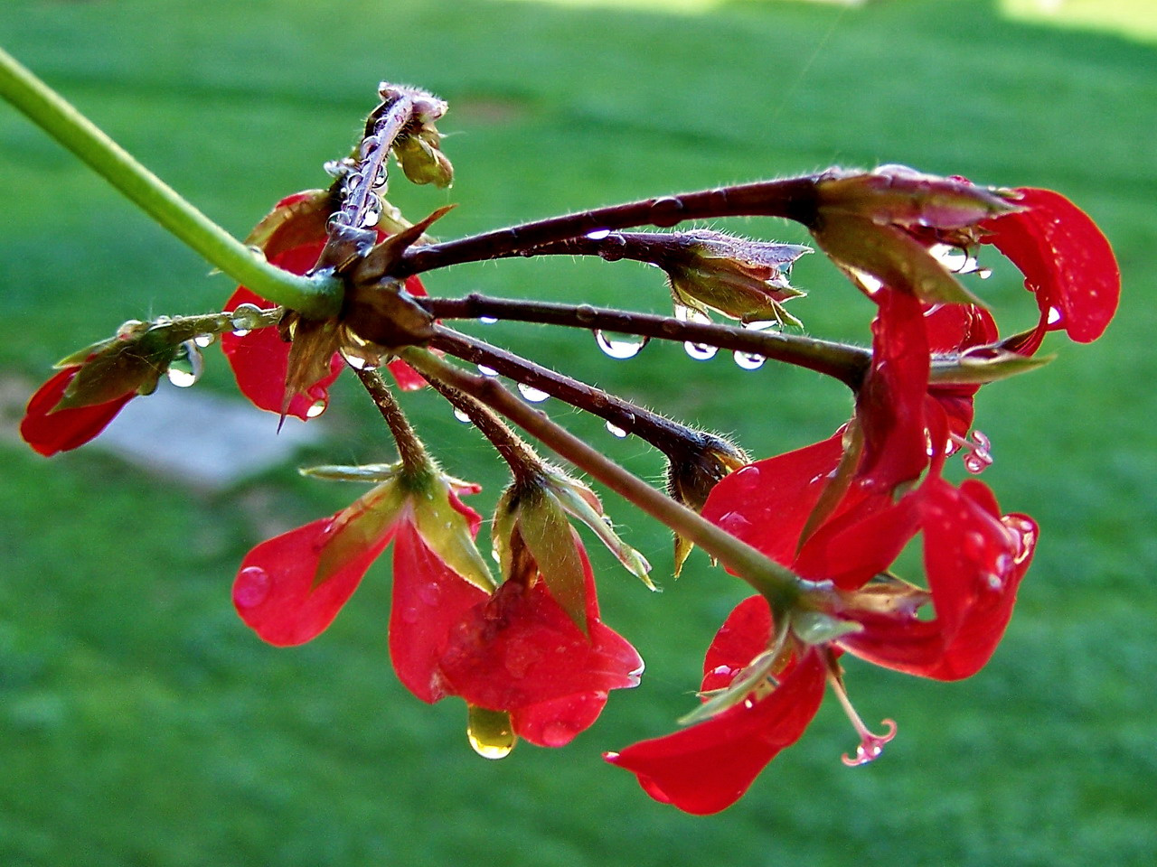 muskátli, virág az esőben cseppekkel