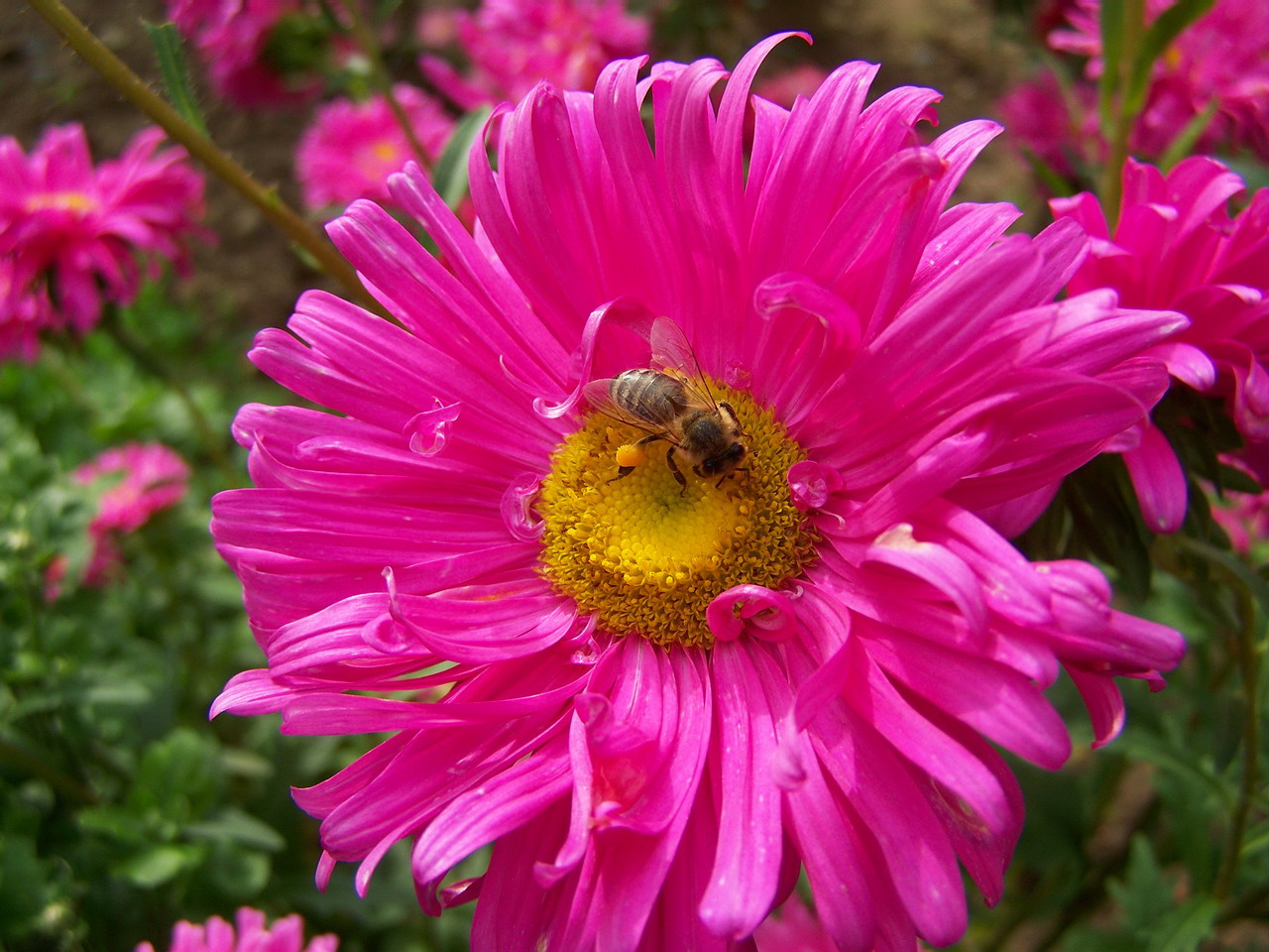 rovarok, méhecske térdvédővel