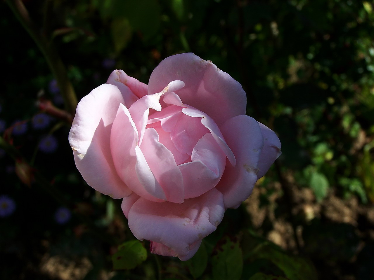 rózsa, rózsa rózsaszín