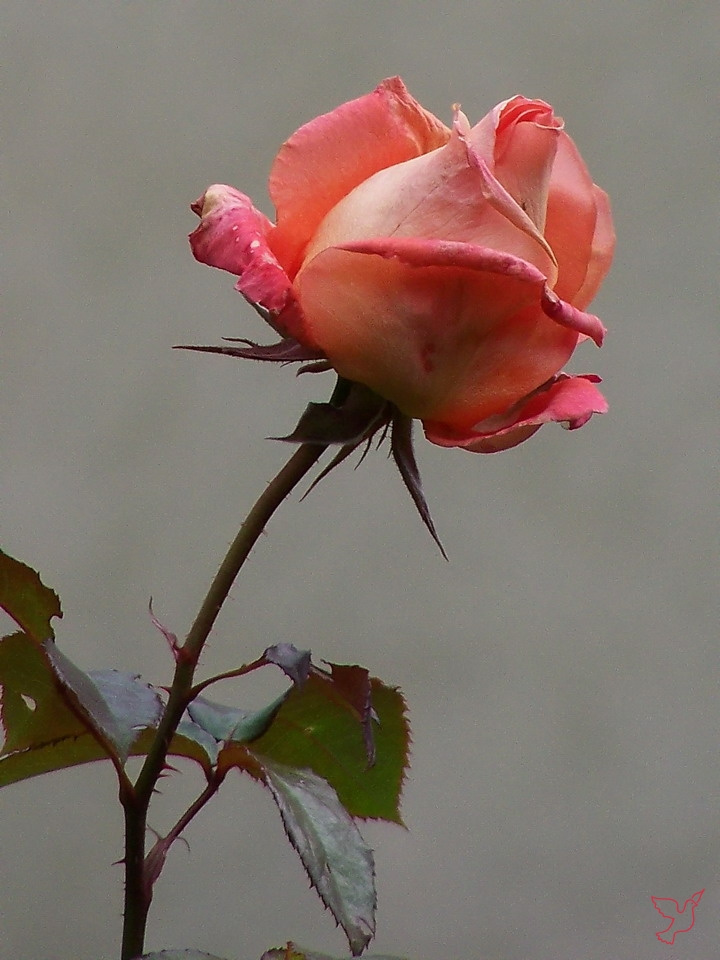 rózsa, egy októberi bimbó