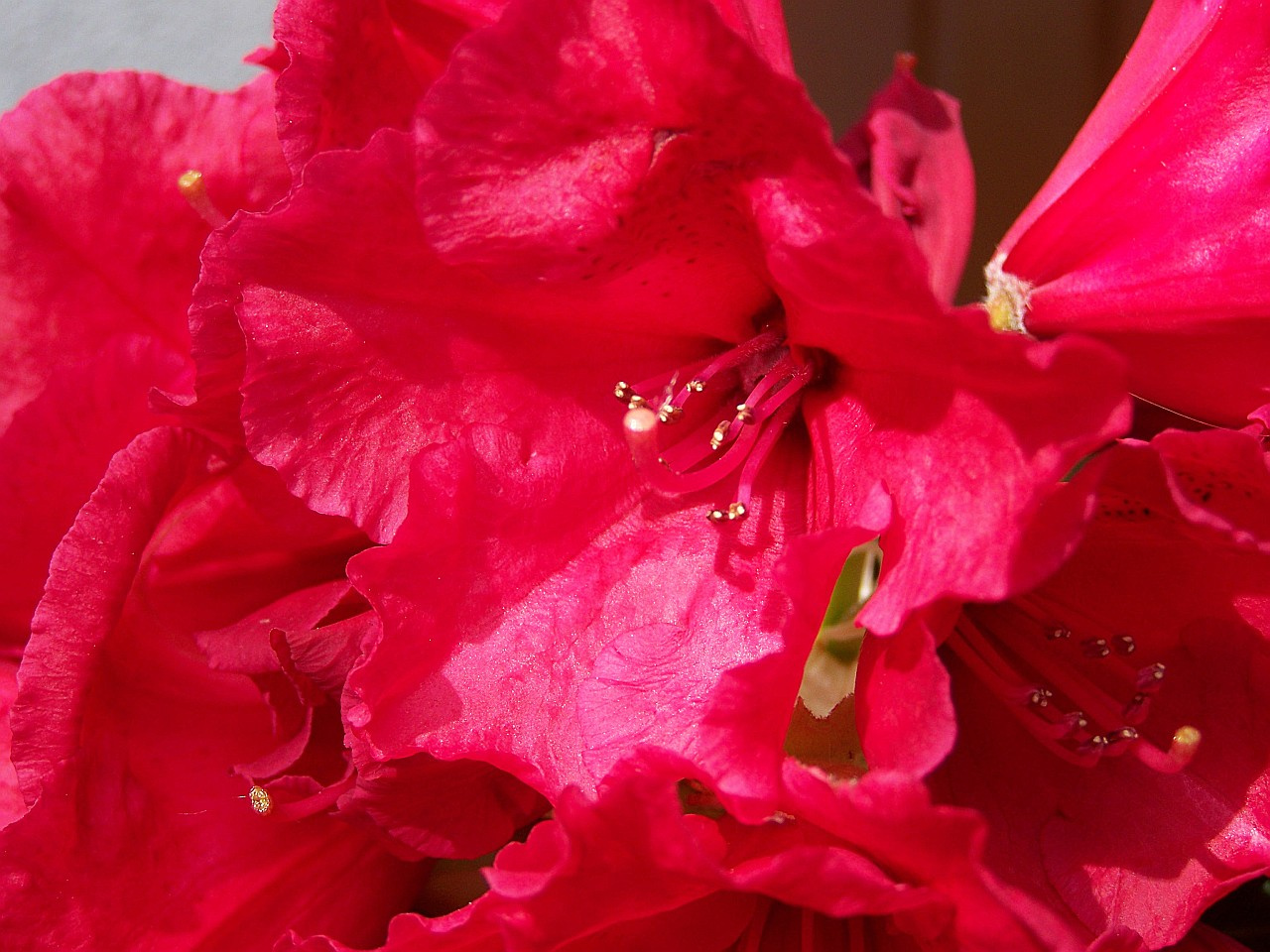 rhododendron, egy virága közel