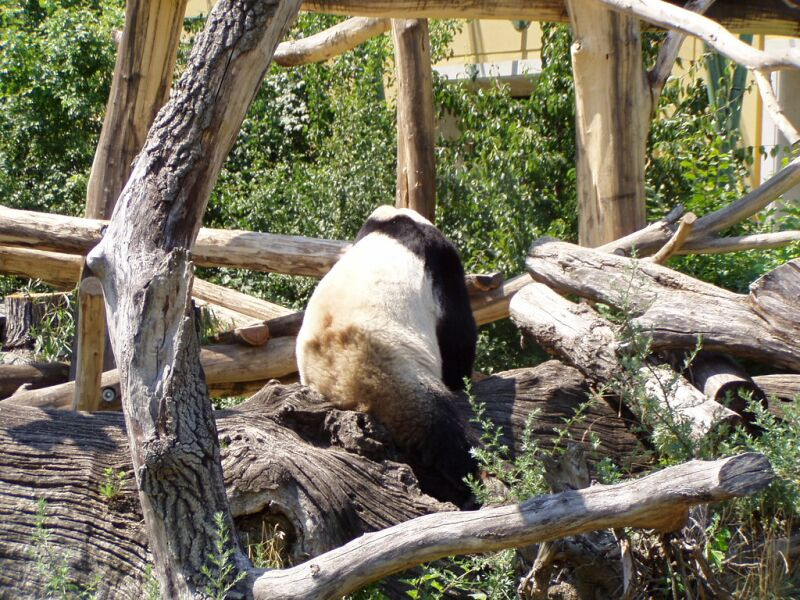 schönbrunn állatkert (48)