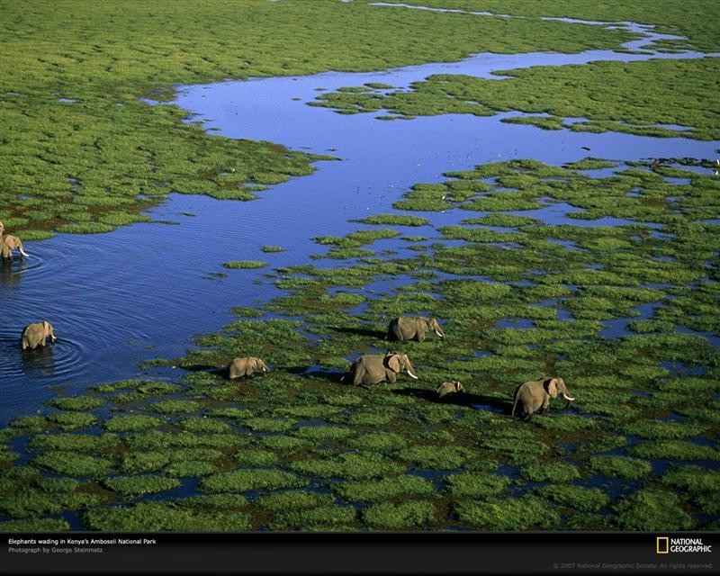 aerial-view-elephants-kenya-981243-xl (Medium)