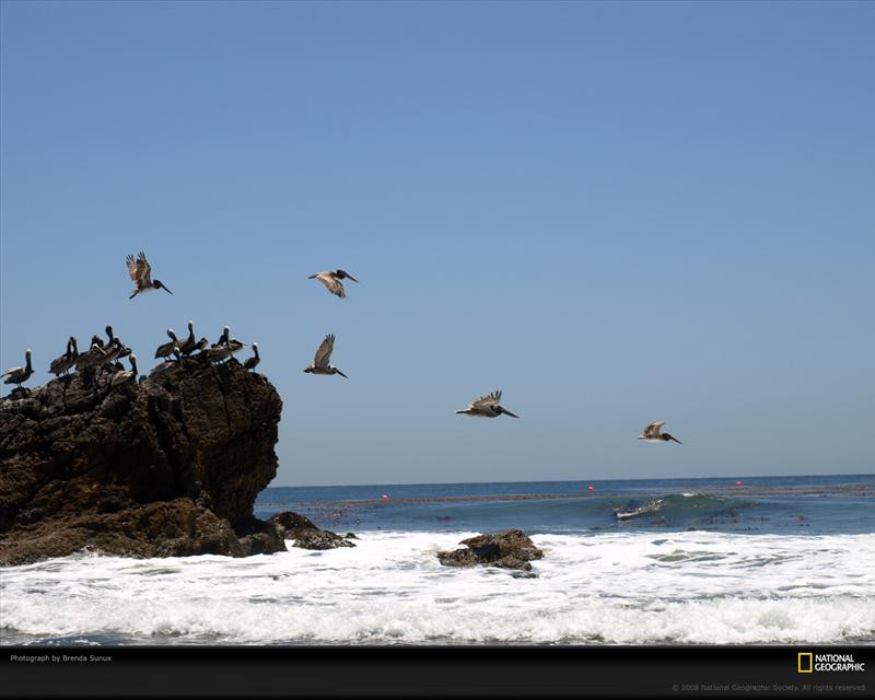 birds-rock-ocean-pc08cad2bsu097-xl (Medium)