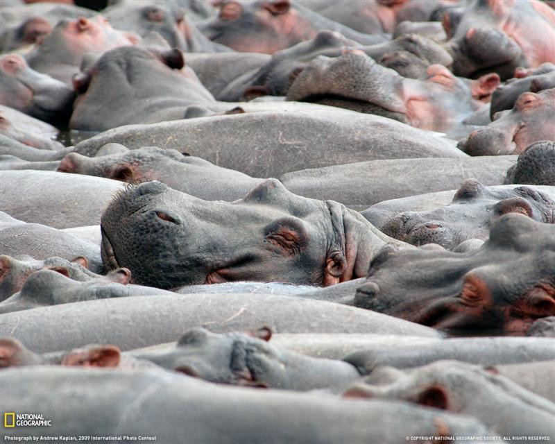 hippo-pool-tanzania-xl (Medium)