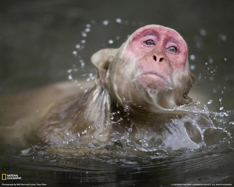 japanese-macaque-swimming-080409-xl (Medium)