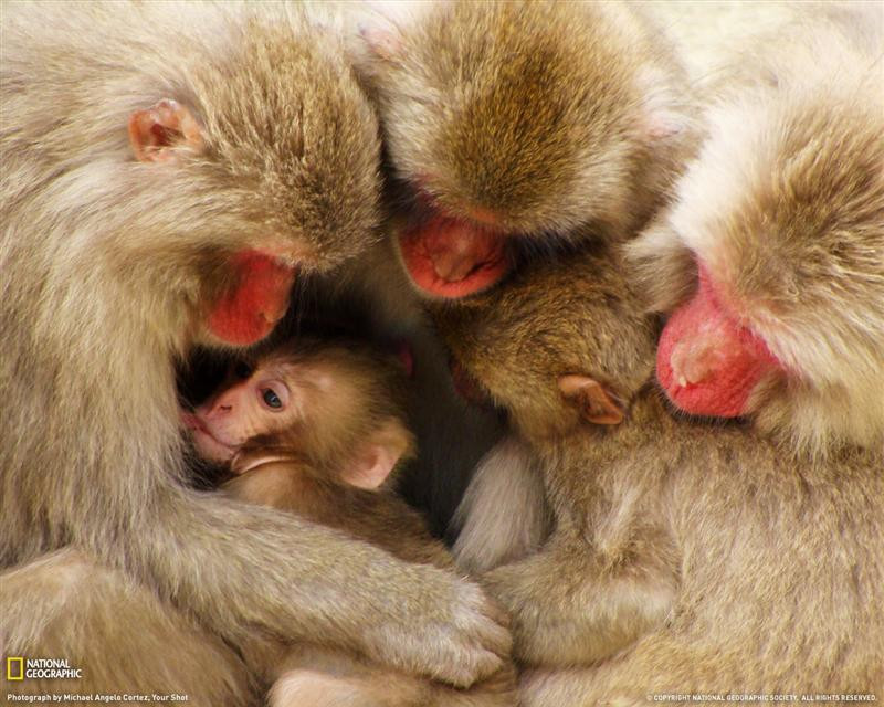 macaque-family-japan-081809-xl (Medium)