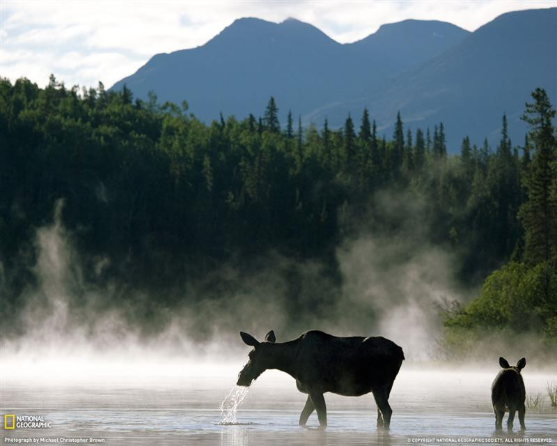 moose-mayfield-lake-1191556-xl (Medium)