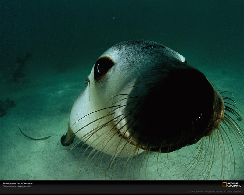 sea-lion-australia-703813-xl (Medium)